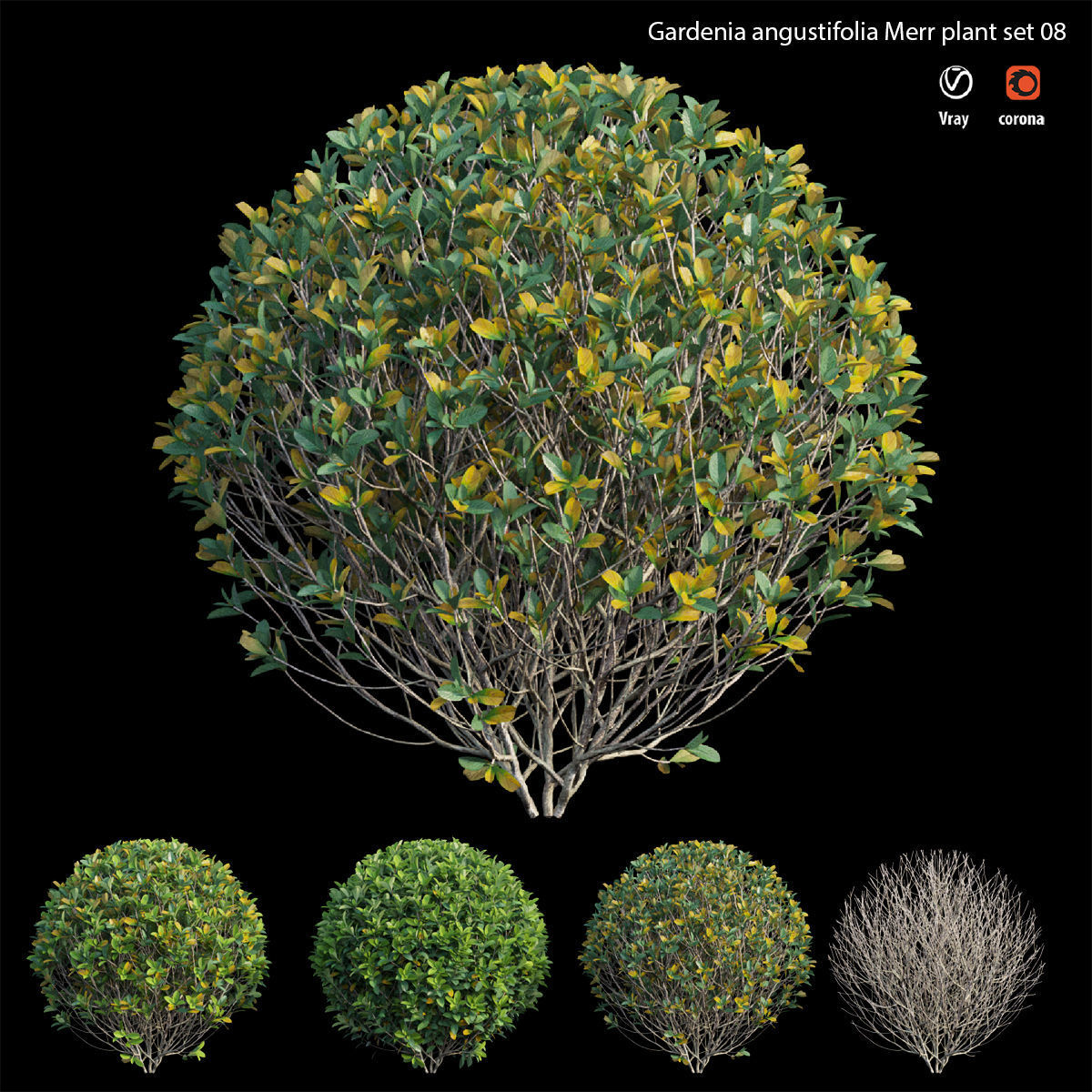 Gardenia angustifolia Merr plant set 08 3D model_2