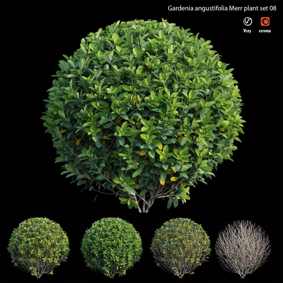 Gardenia angustifolia Merr plant set 08 3D model_0