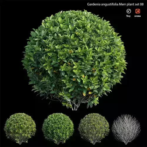 Gardenia angustifolia Merr plant set 08 3D model