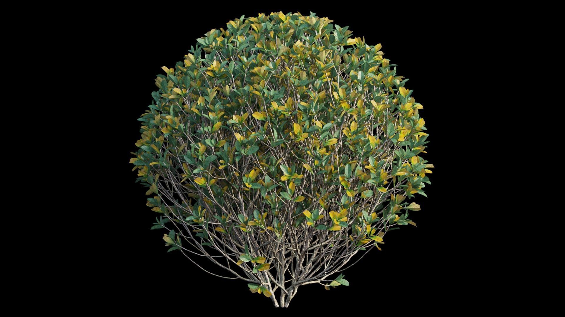 Gardenia angustifolia Merr plant set 08 3D model_7