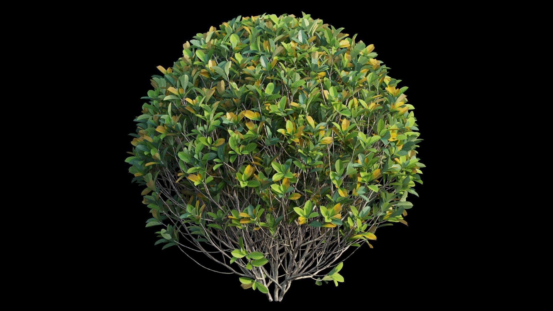 Gardenia angustifolia Merr plant set 08 3D model_8