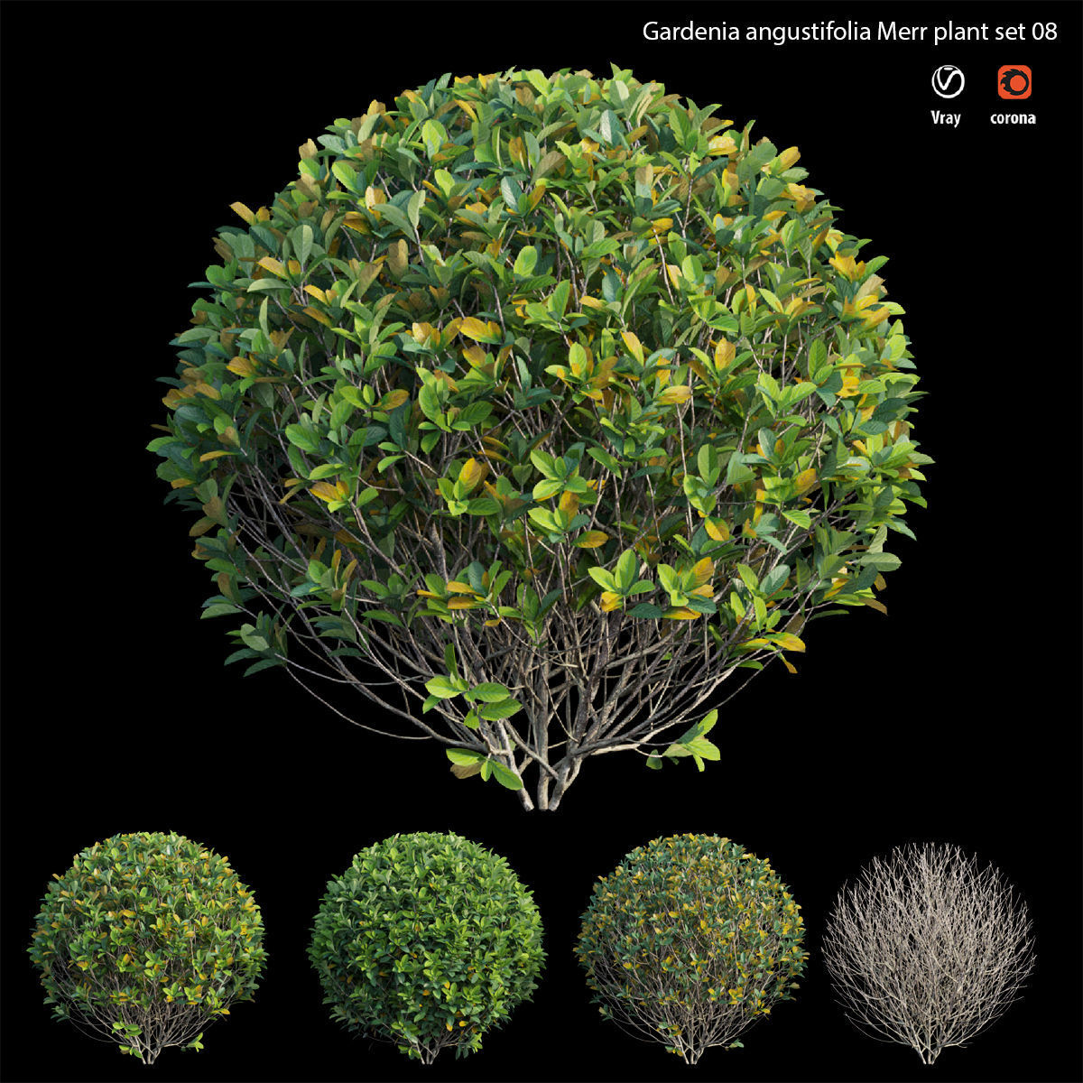 Gardenia angustifolia Merr plant set 08 3D model_1