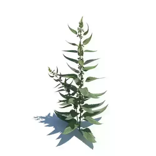 Green Tall Plant With Thick Leaves