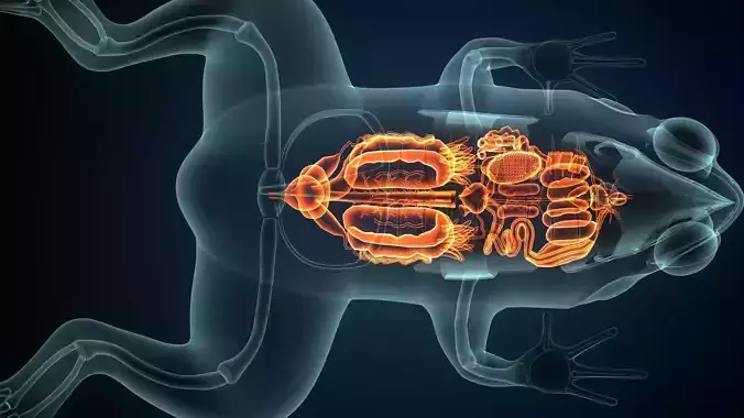 blue female frog anatomy system