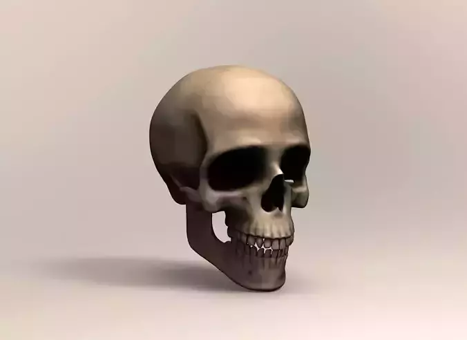 Human skull