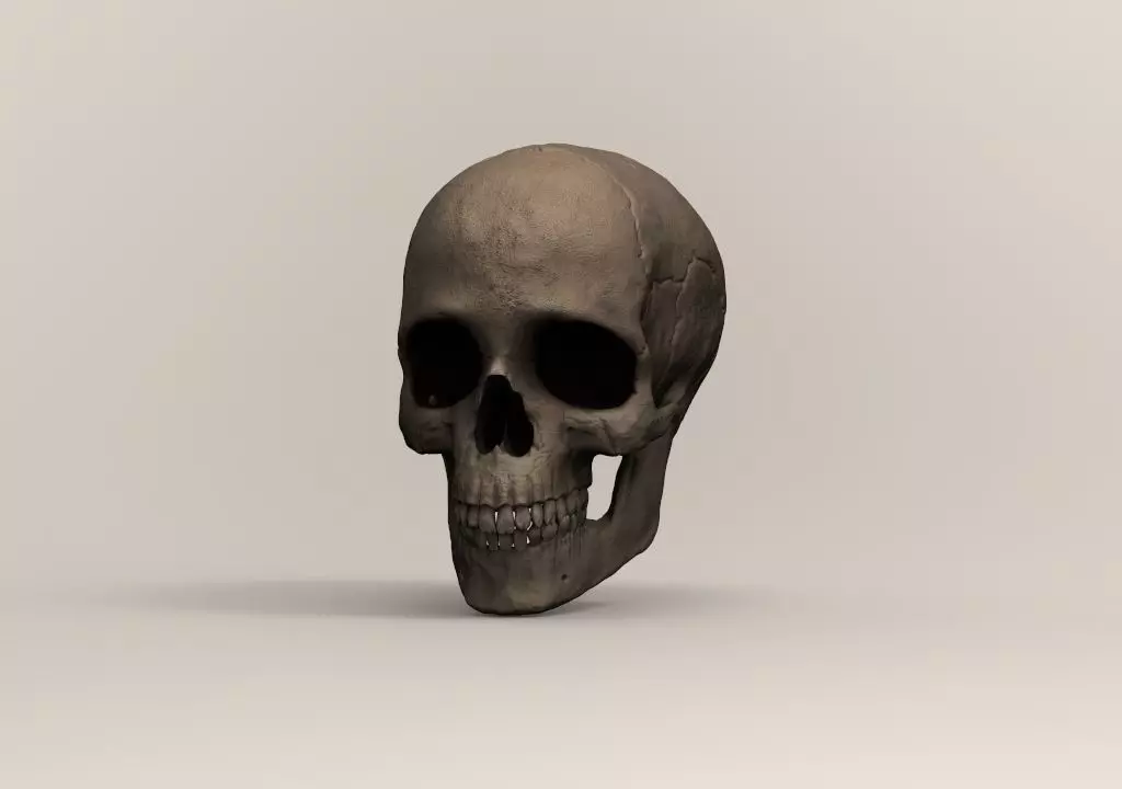 Human skull 3D print model_0