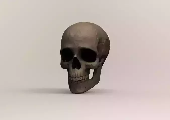 Human skull