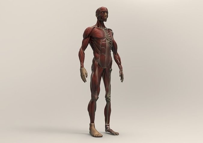 Anatomy study ecorche 3D print model