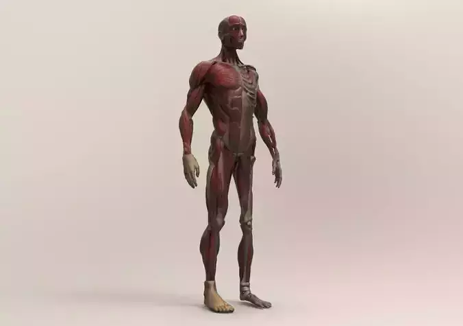 Anatomy study ecorche 3D print model