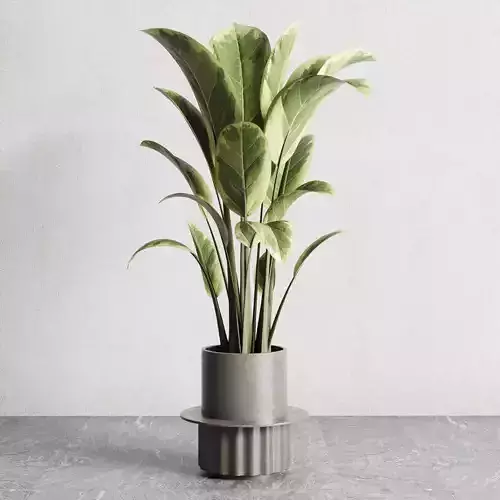Indoor outdoor plant 162 concrete dirt vase pot ficus elastica