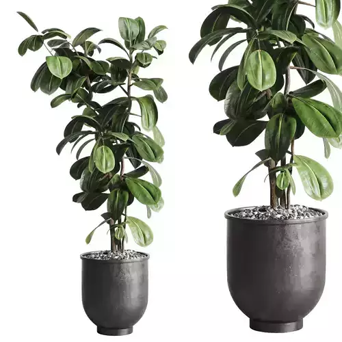 Indoor outdoor plant 164 concrete dirt vase pot Ficus Rubbery