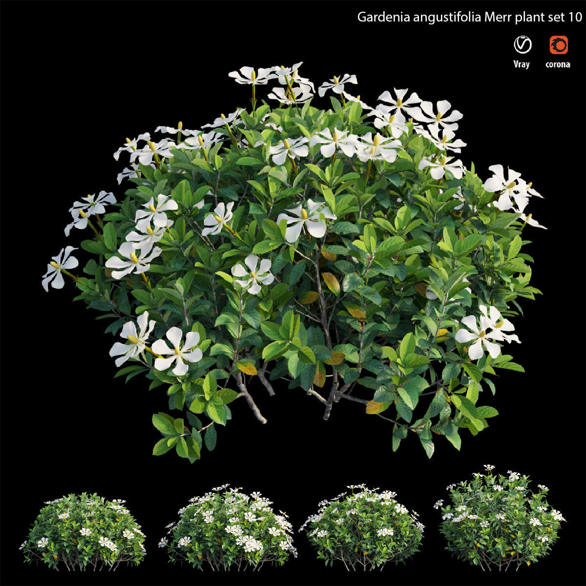 Gardenia angustifolia Merr plant set 12 3D model_2