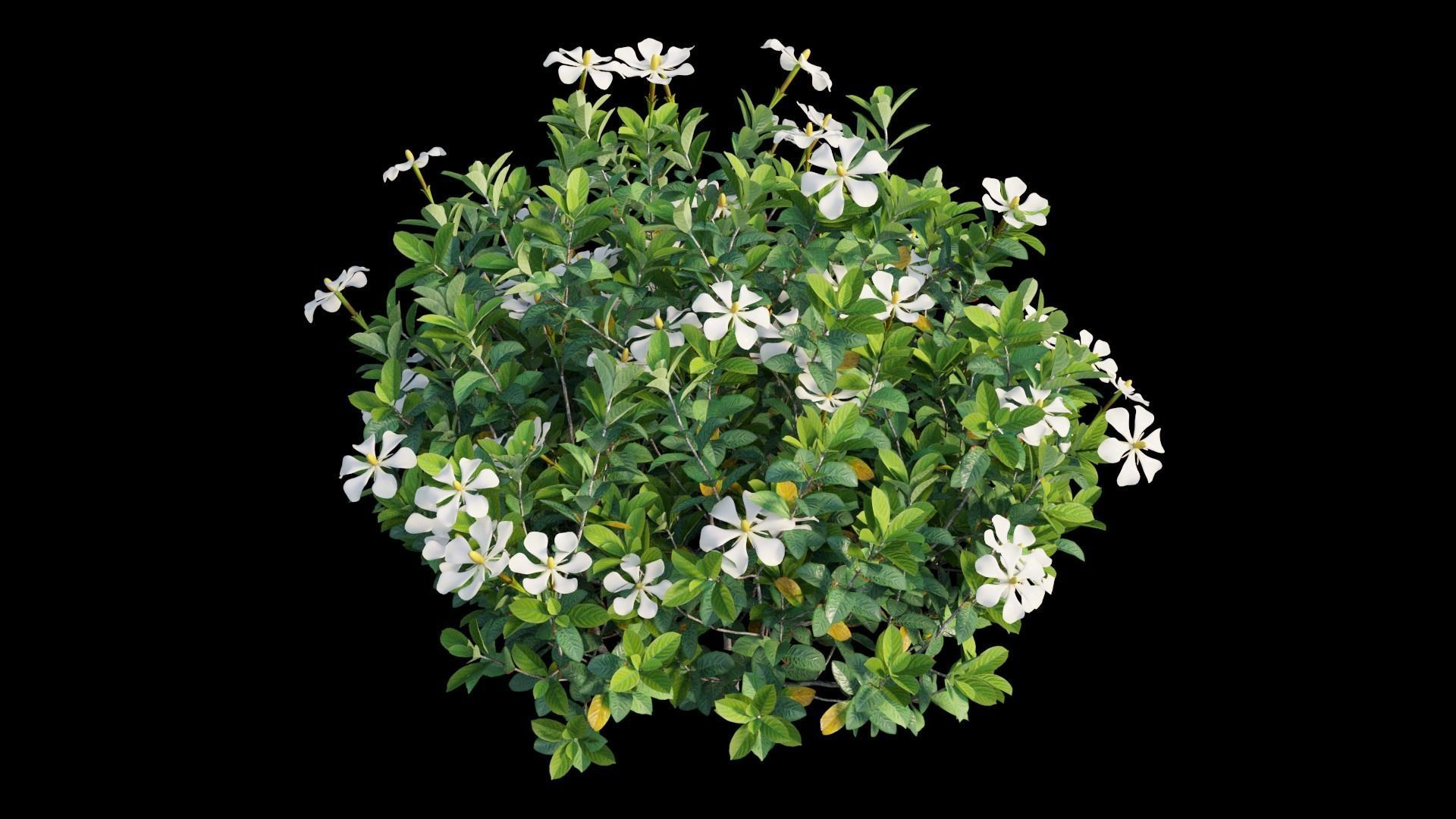 Gardenia angustifolia Merr plant set 12 3D model_10