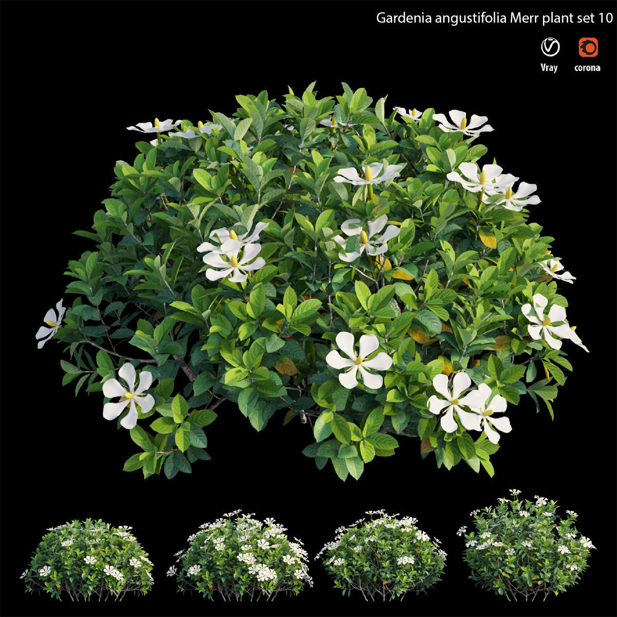 Gardenia angustifolia Merr plant set 12 3D model_3
