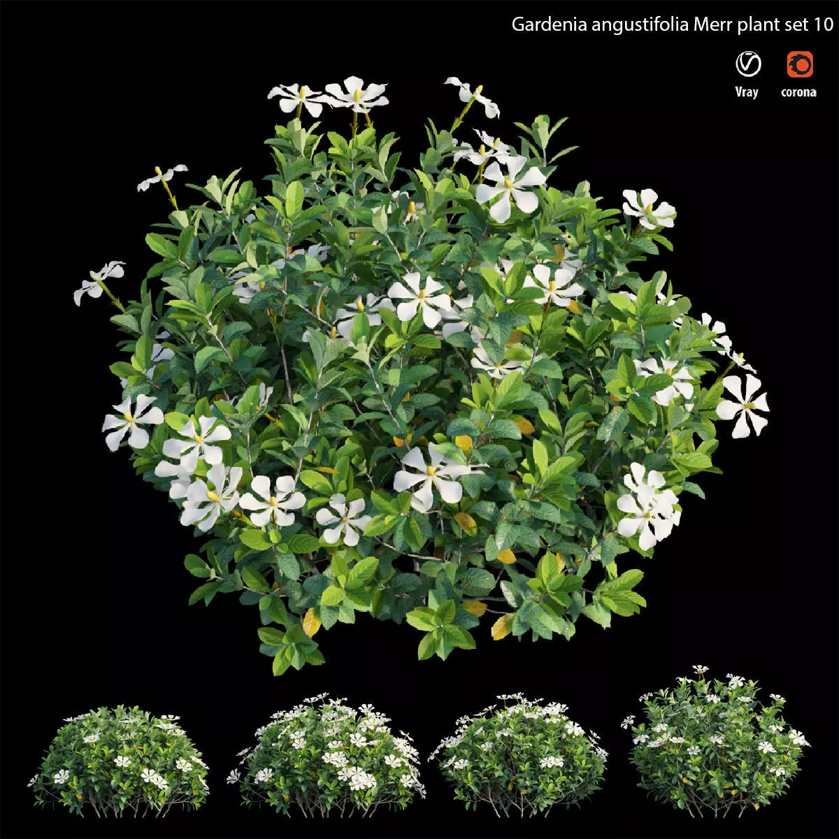Gardenia angustifolia Merr plant set 12 3D model_0