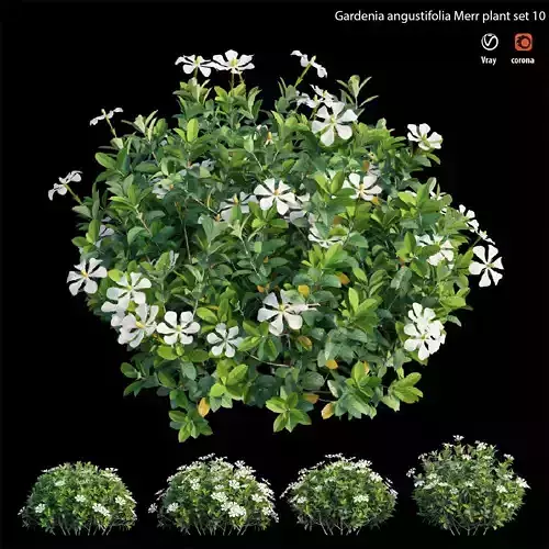 Gardenia angustifolia Merr plant set 12 3D model