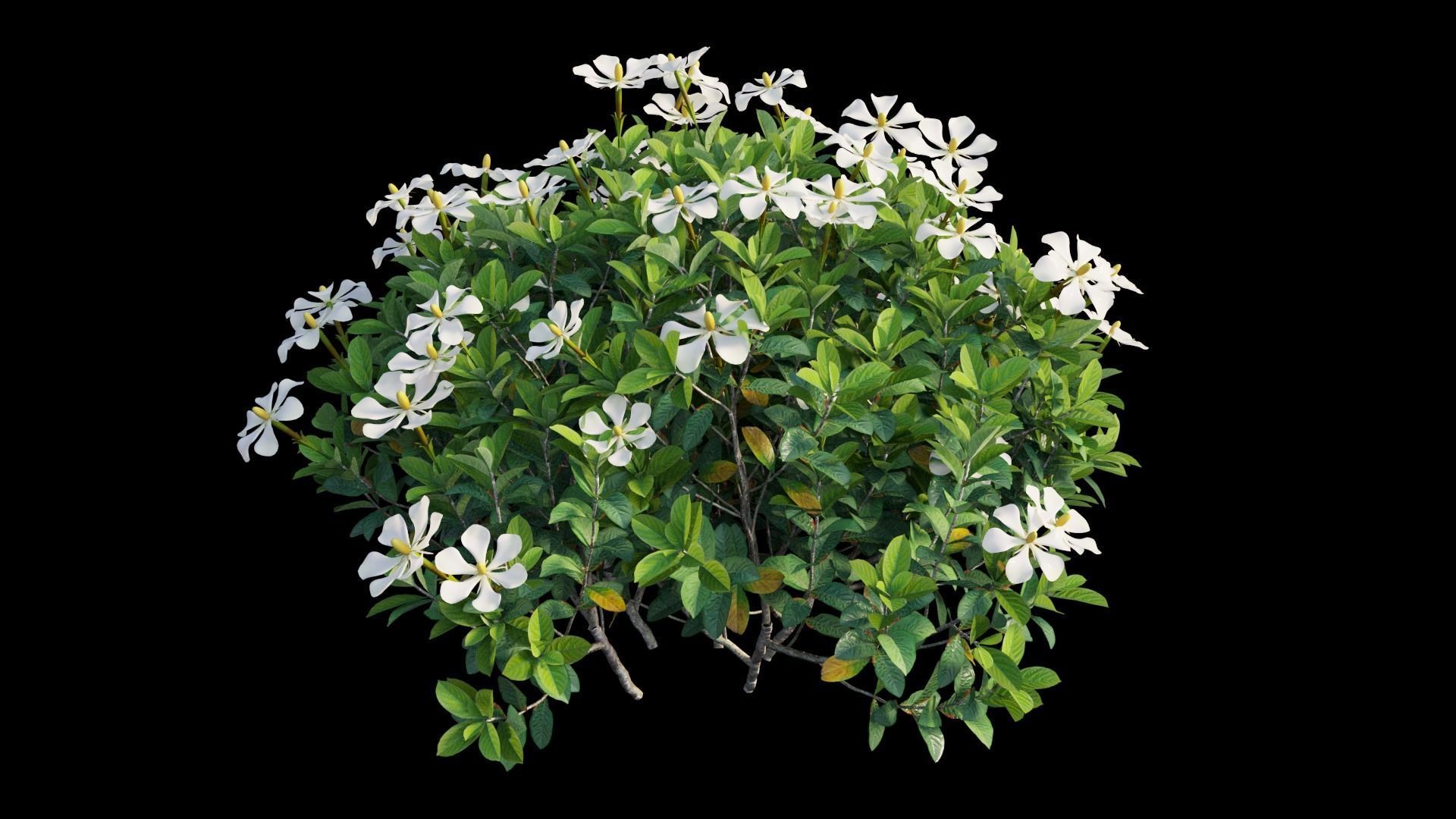 Gardenia angustifolia Merr plant set 12 3D model_5