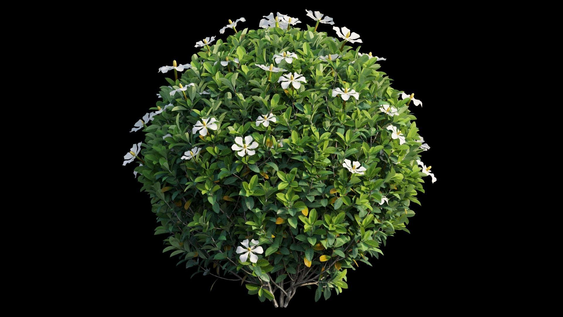 Gardenia angustifolia Merr plant set 11 3D model_11