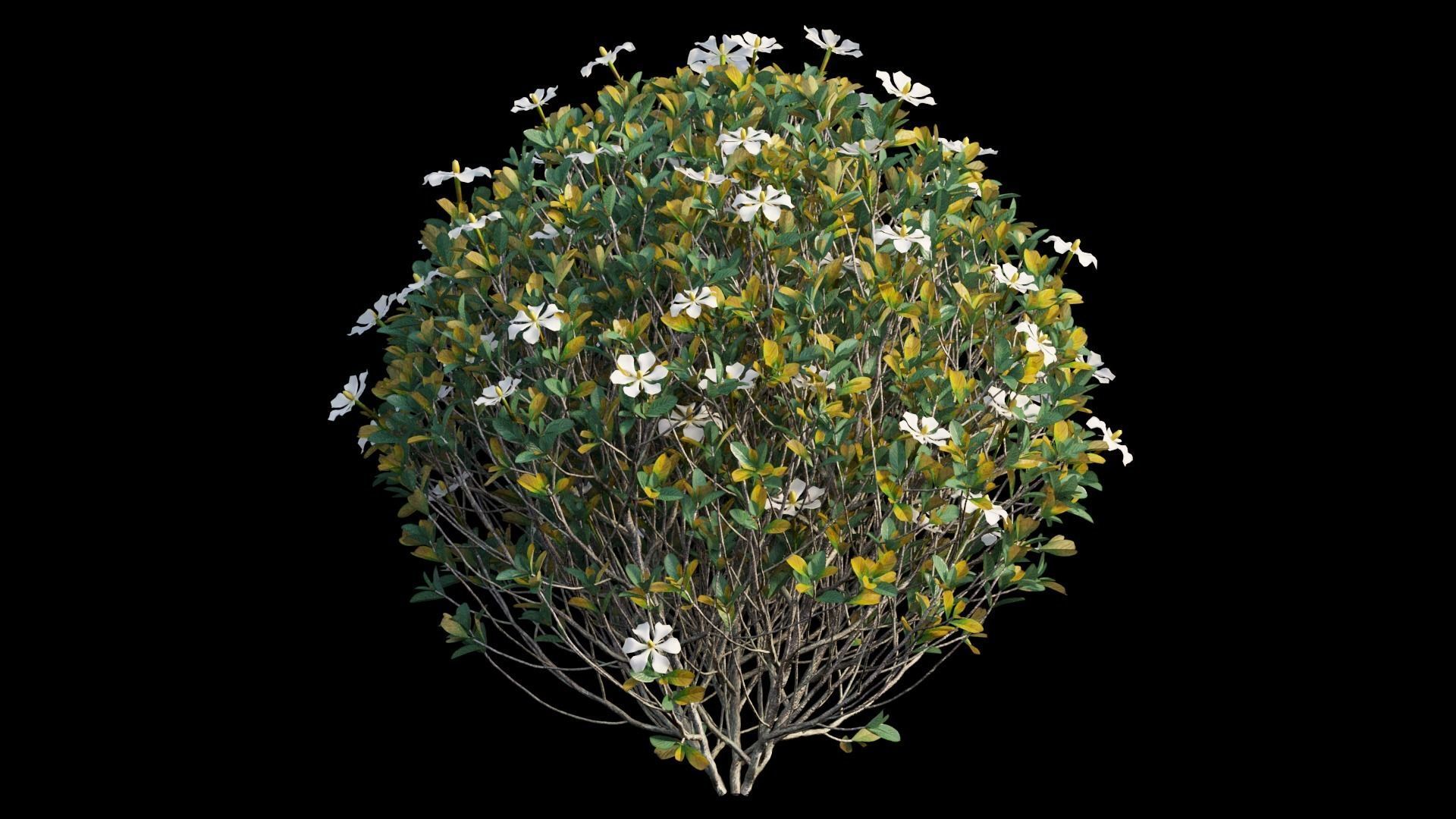 Gardenia angustifolia Merr plant set 11 3D model_13