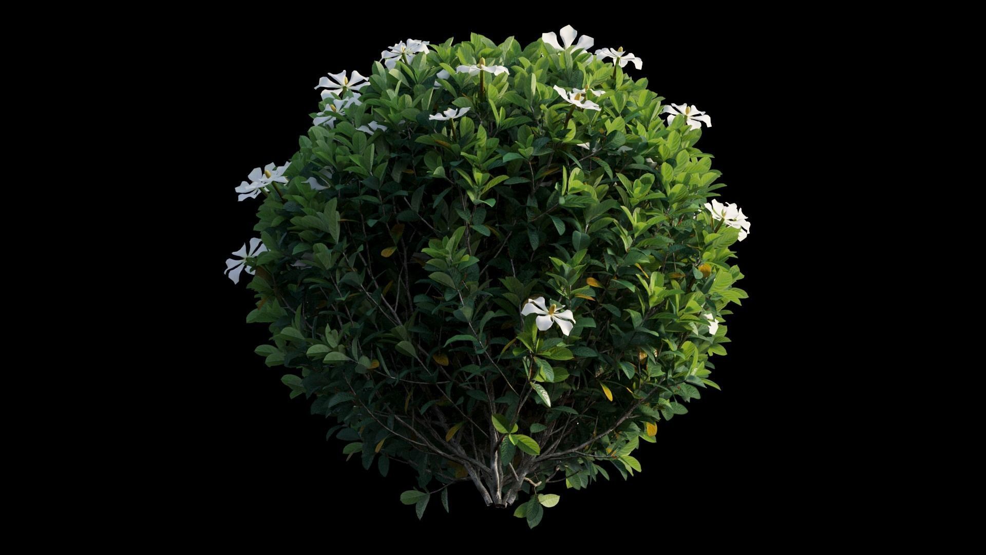 Gardenia angustifolia Merr plant set 11 3D model_12