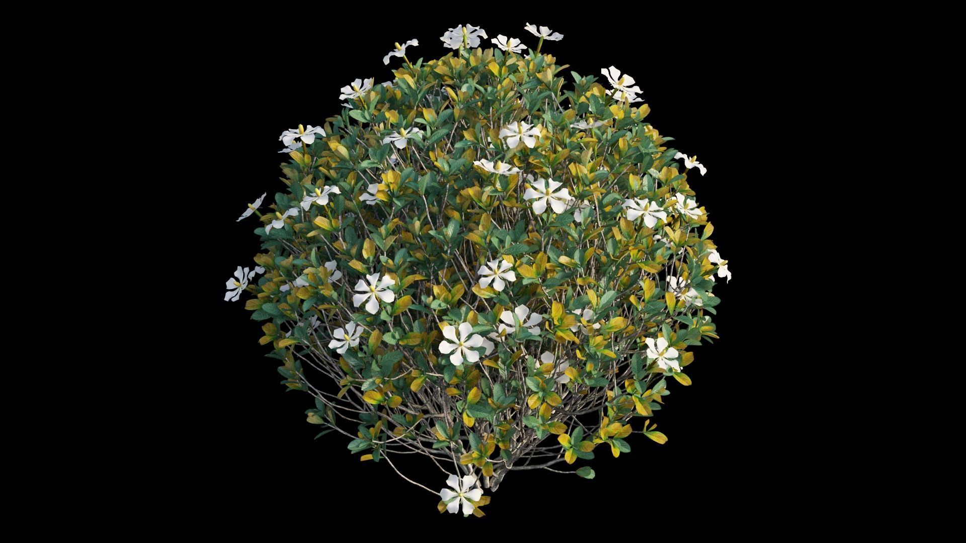 Gardenia angustifolia Merr plant set 11 3D model_14