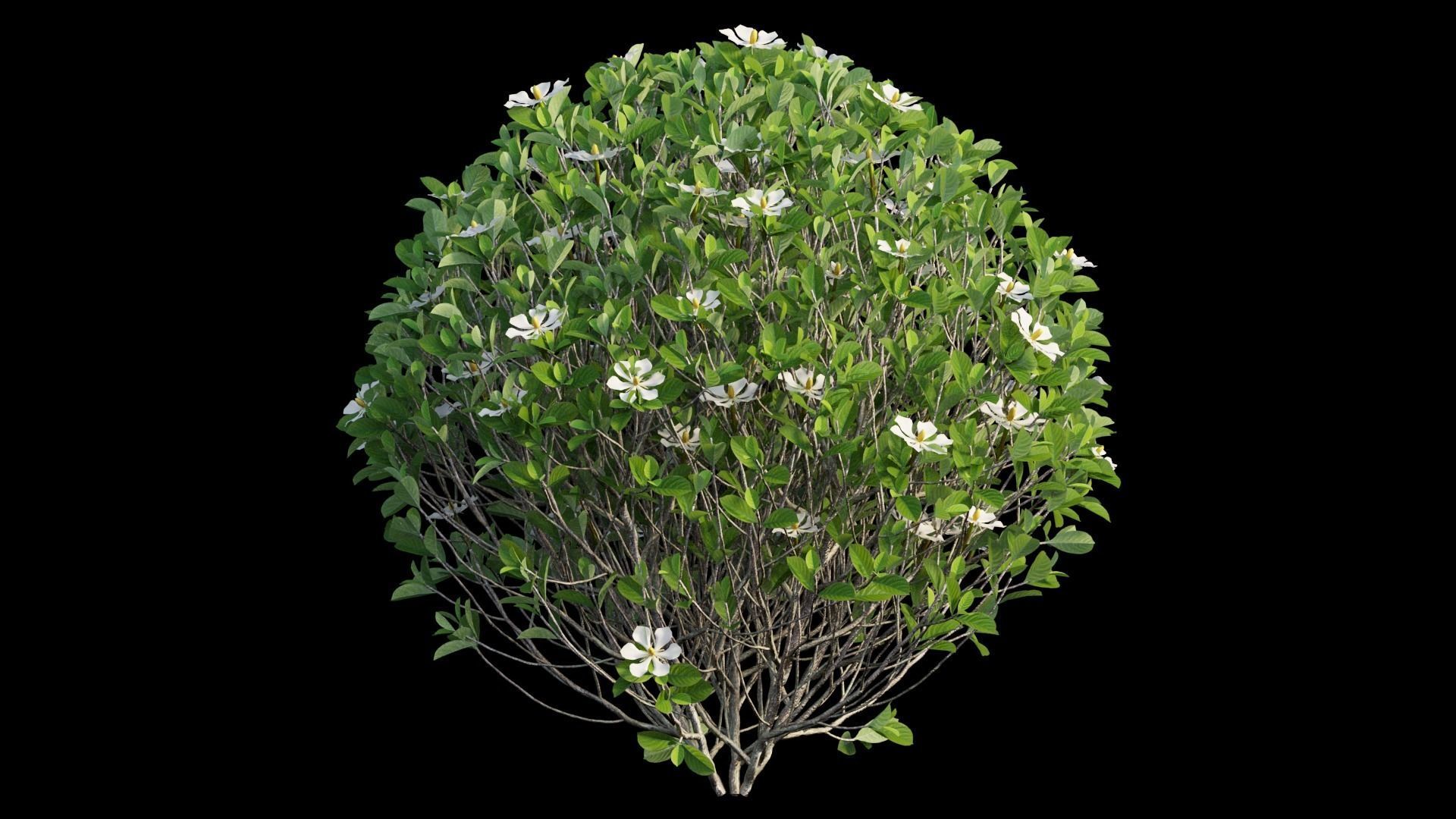 Gardenia angustifolia Merr plant set 11 3D model_16