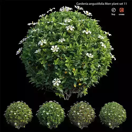 Gardenia angustifolia Merr plant set 11 3D model