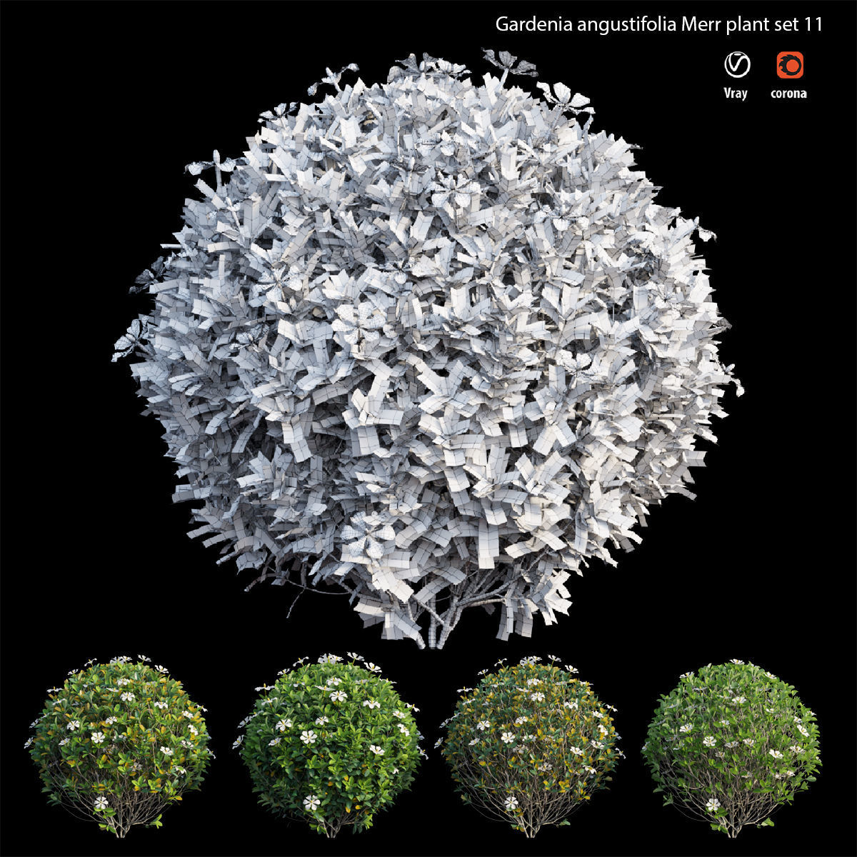 Gardenia angustifolia Merr plant set 11 3D model_4