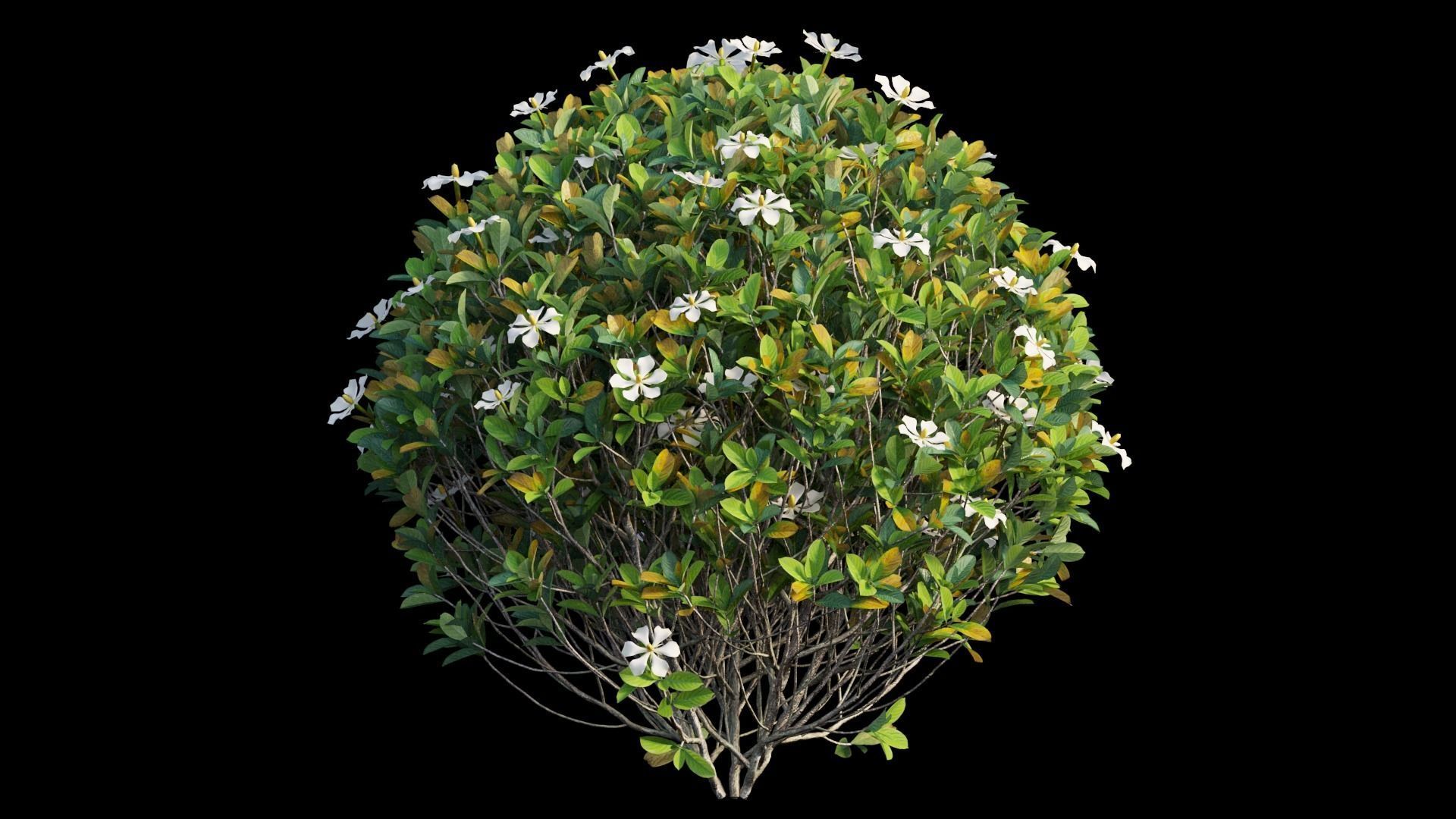 Gardenia angustifolia Merr plant set 11 3D model_9