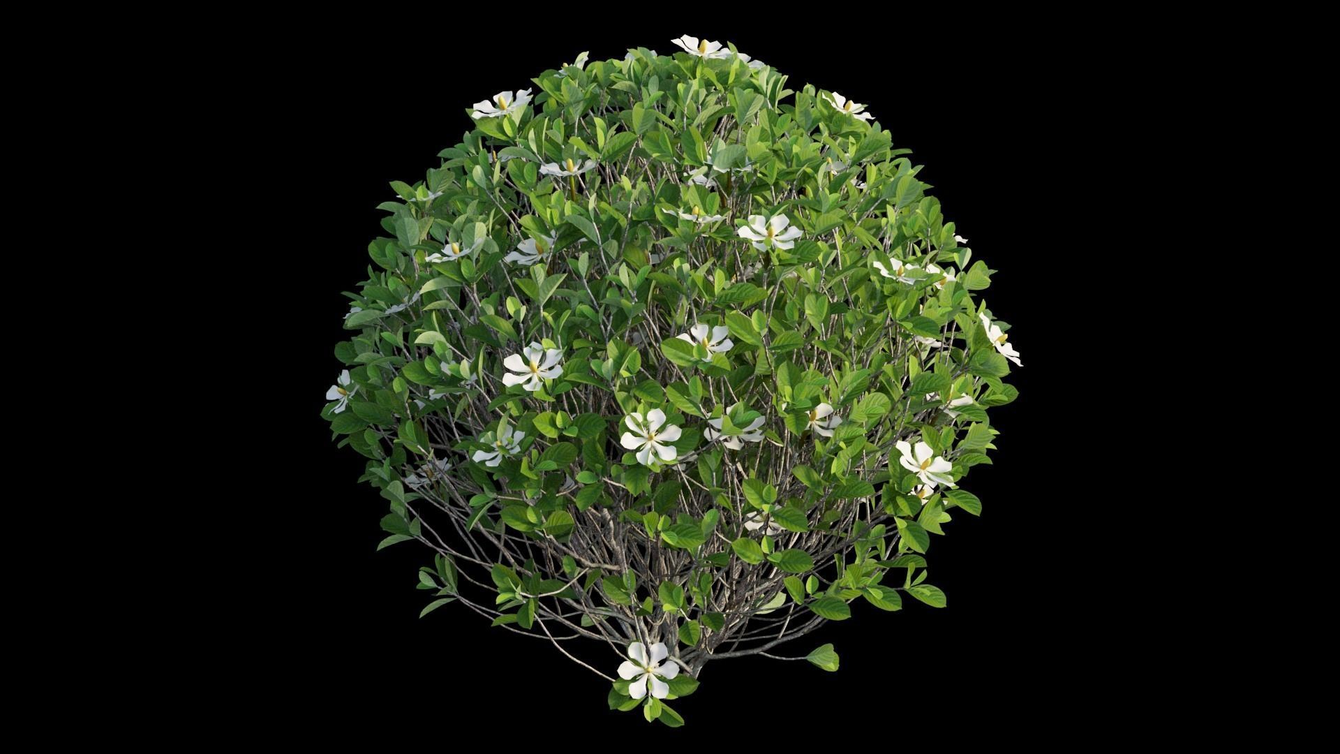 Gardenia angustifolia Merr plant set 11 3D model_17