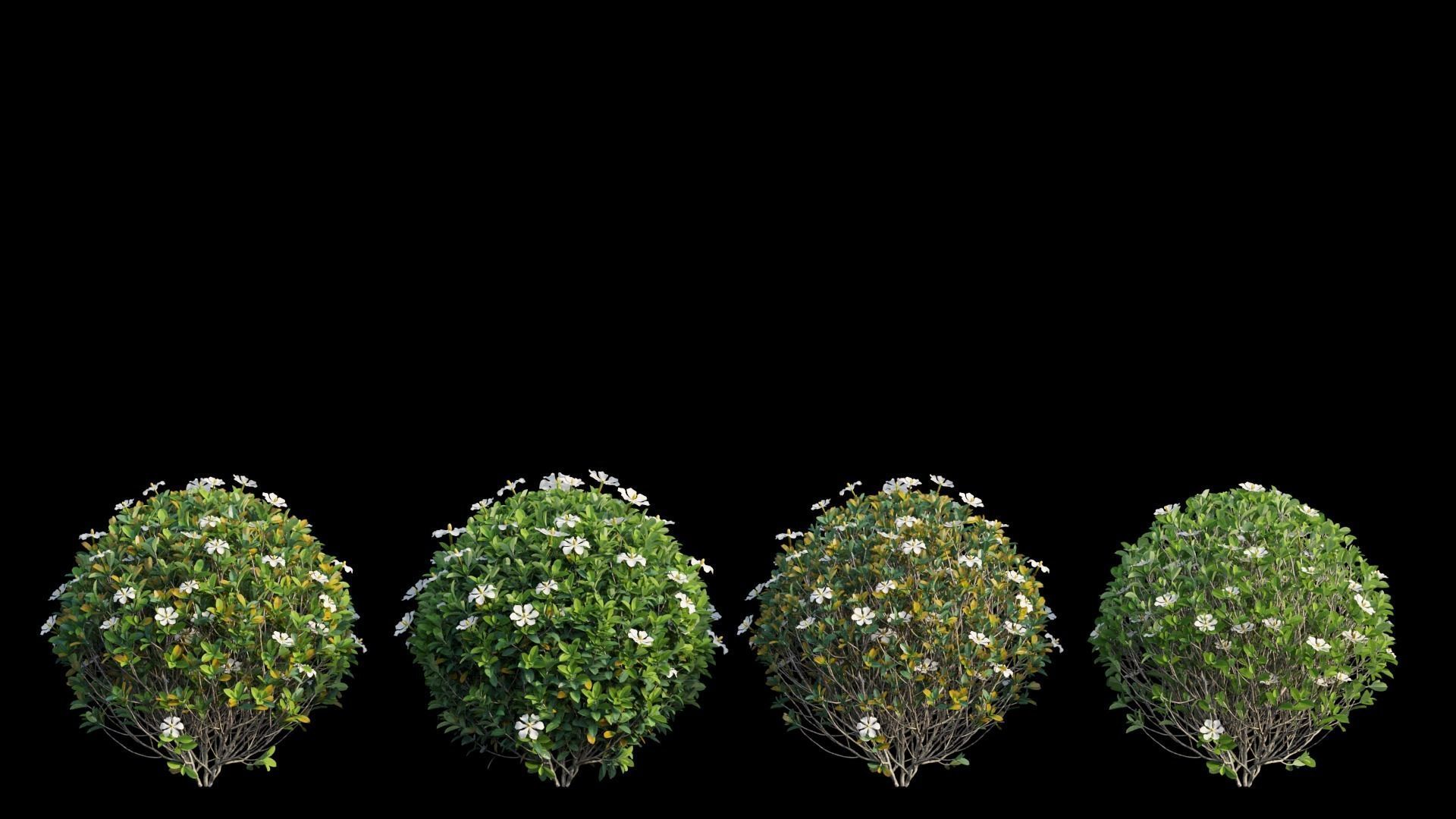 Gardenia angustifolia Merr plant set 11 3D model_5