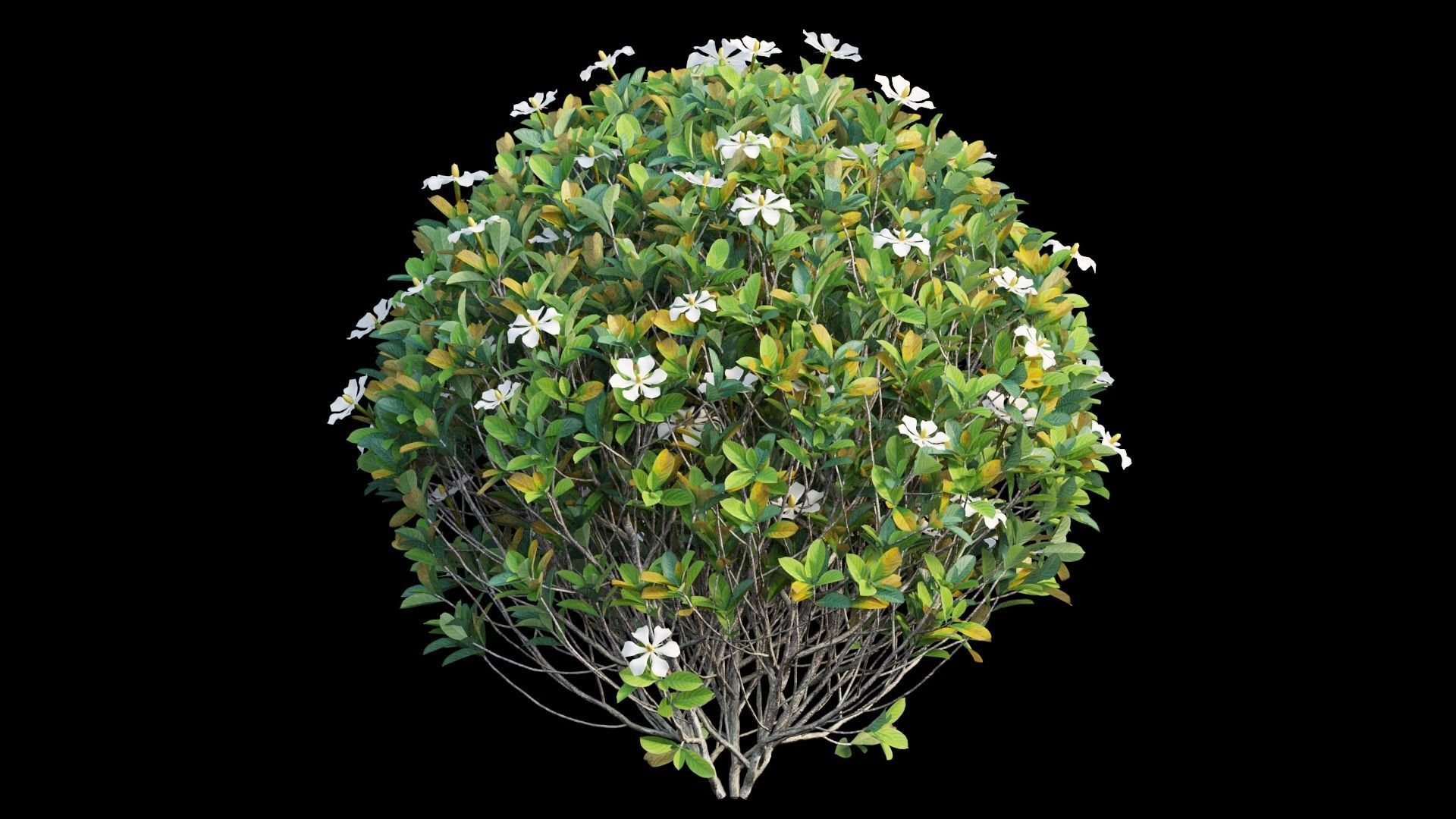 Gardenia angustifolia Merr plant set 11 3D model_6
