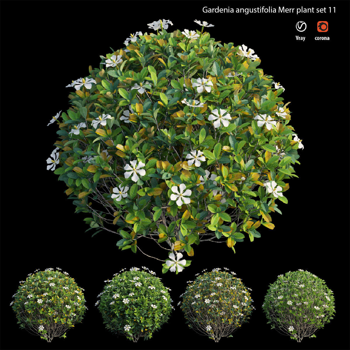 Gardenia angustifolia Merr plant set 11 3D model_2