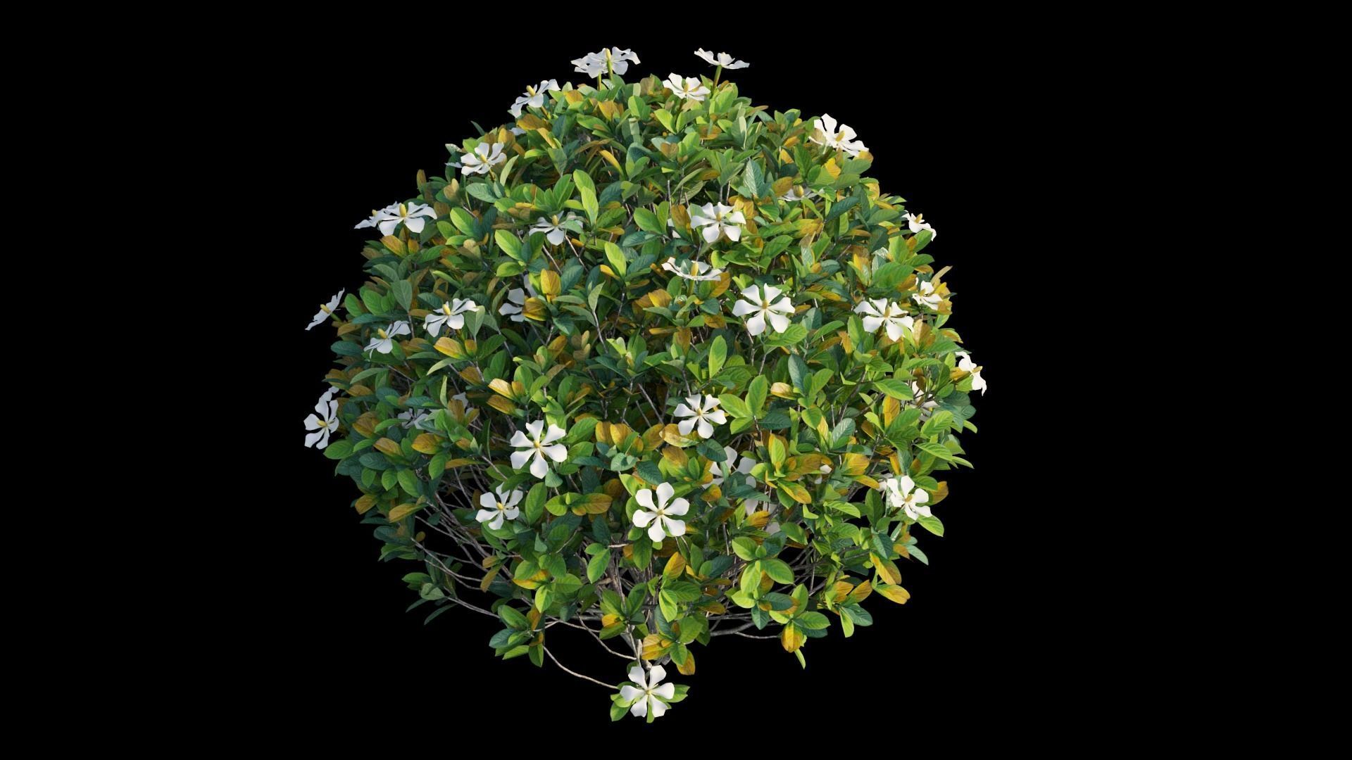 Gardenia angustifolia Merr plant set 11 3D model_7
