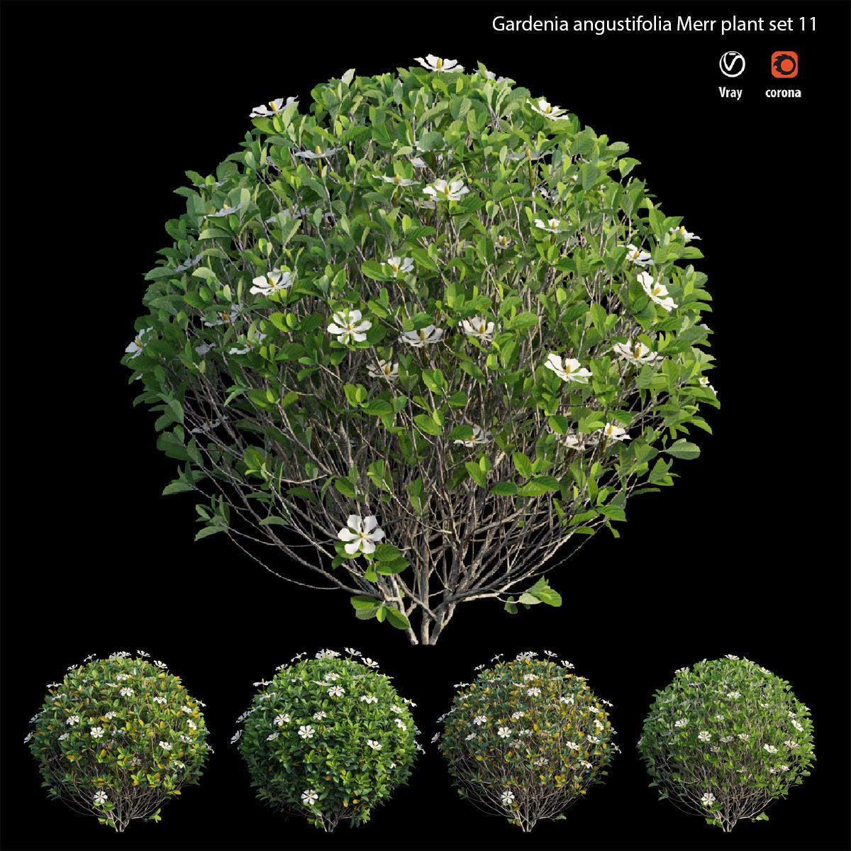 Gardenia angustifolia Merr plant set 11 3D model_1