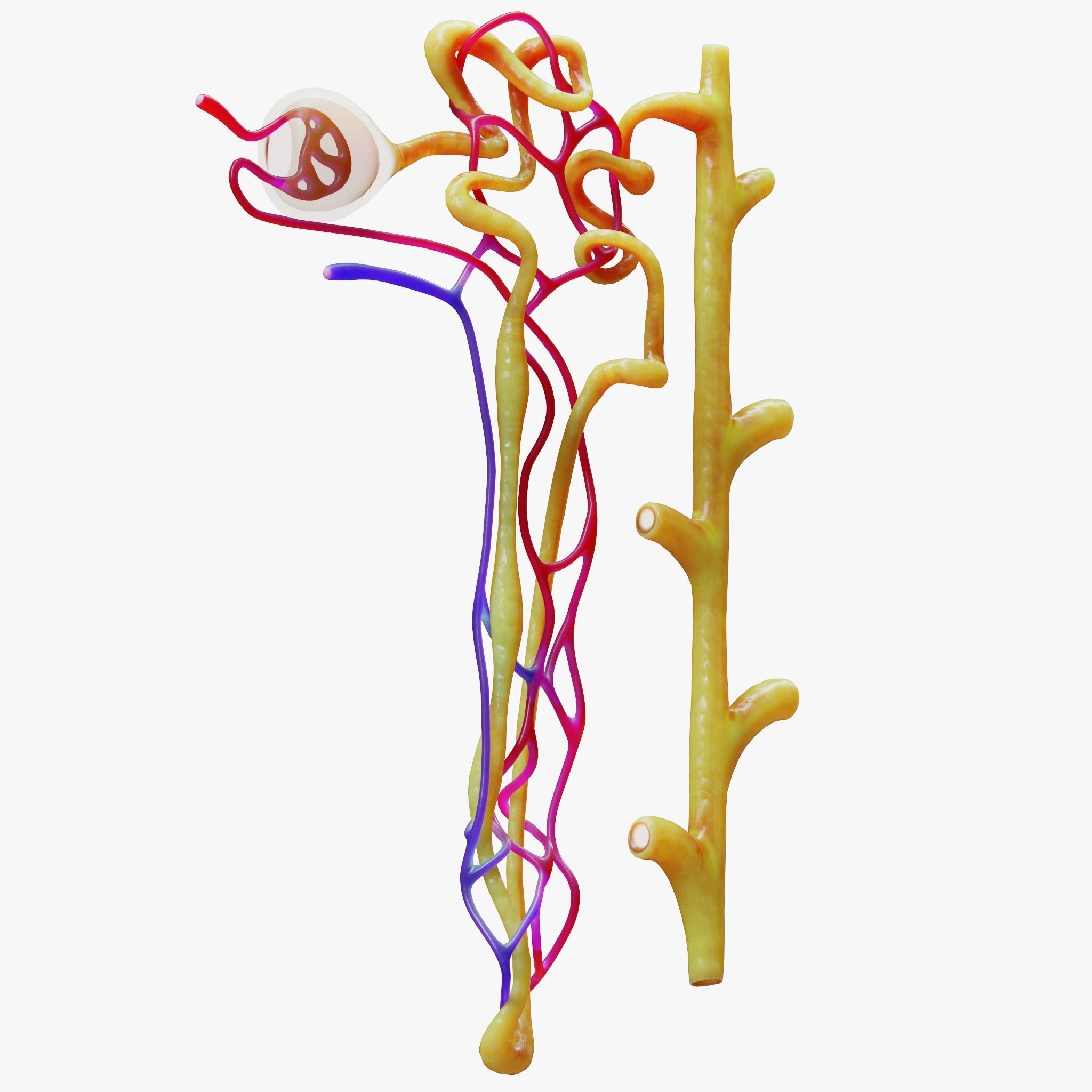 Kidney Nephron 3D model_4