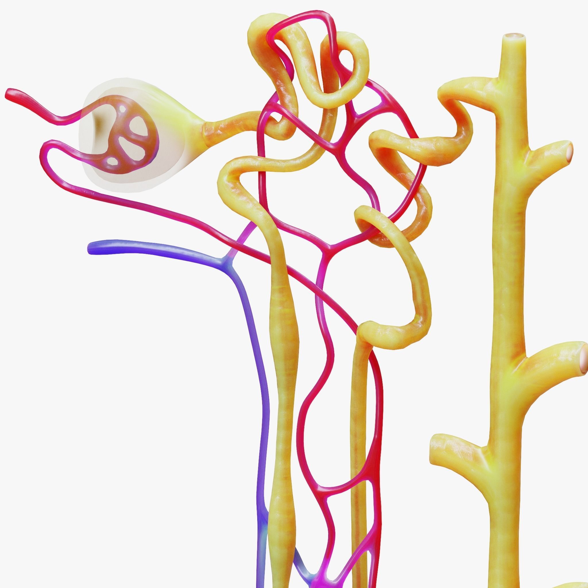 Kidney Nephron 3D model_5