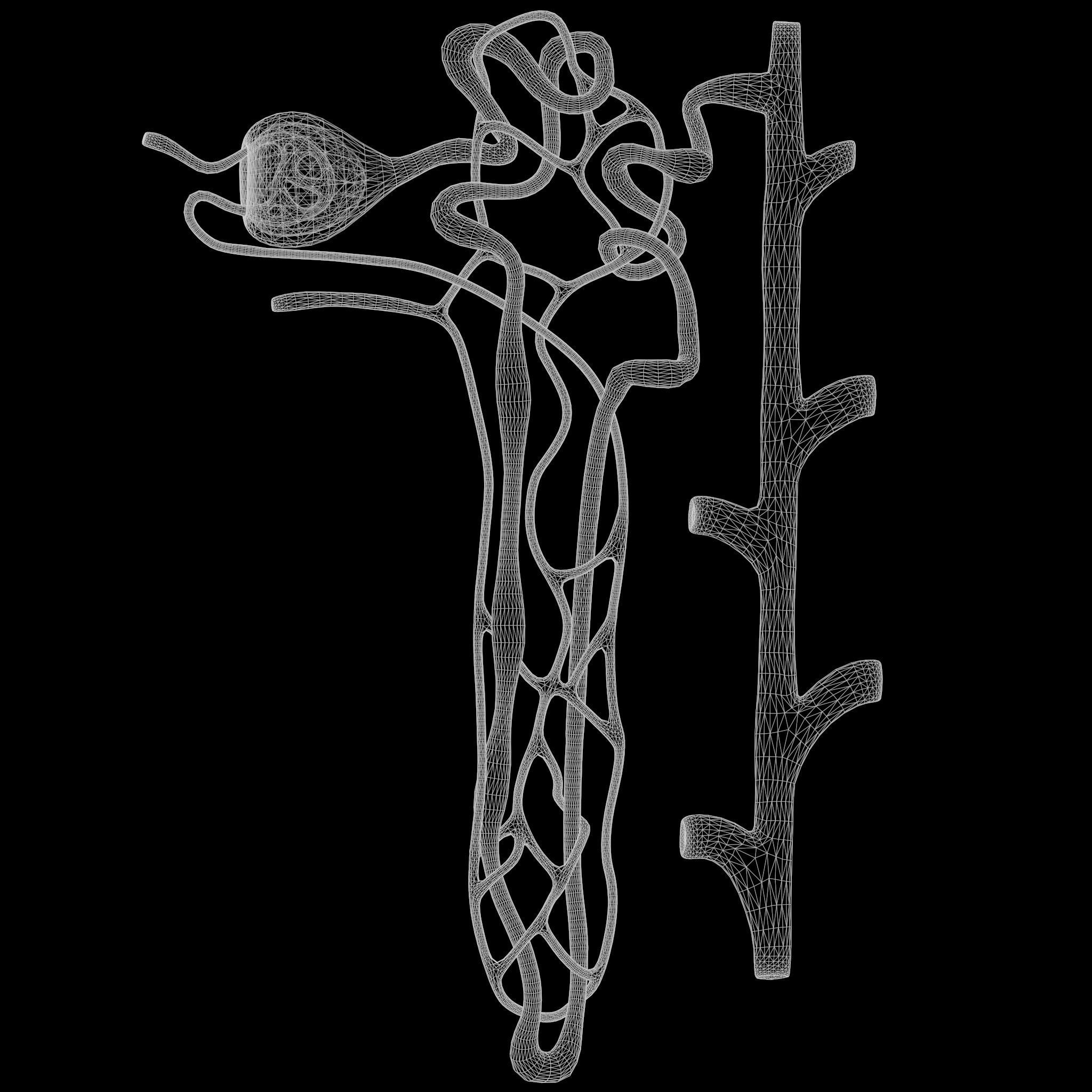 Kidney Nephron 3D model_10