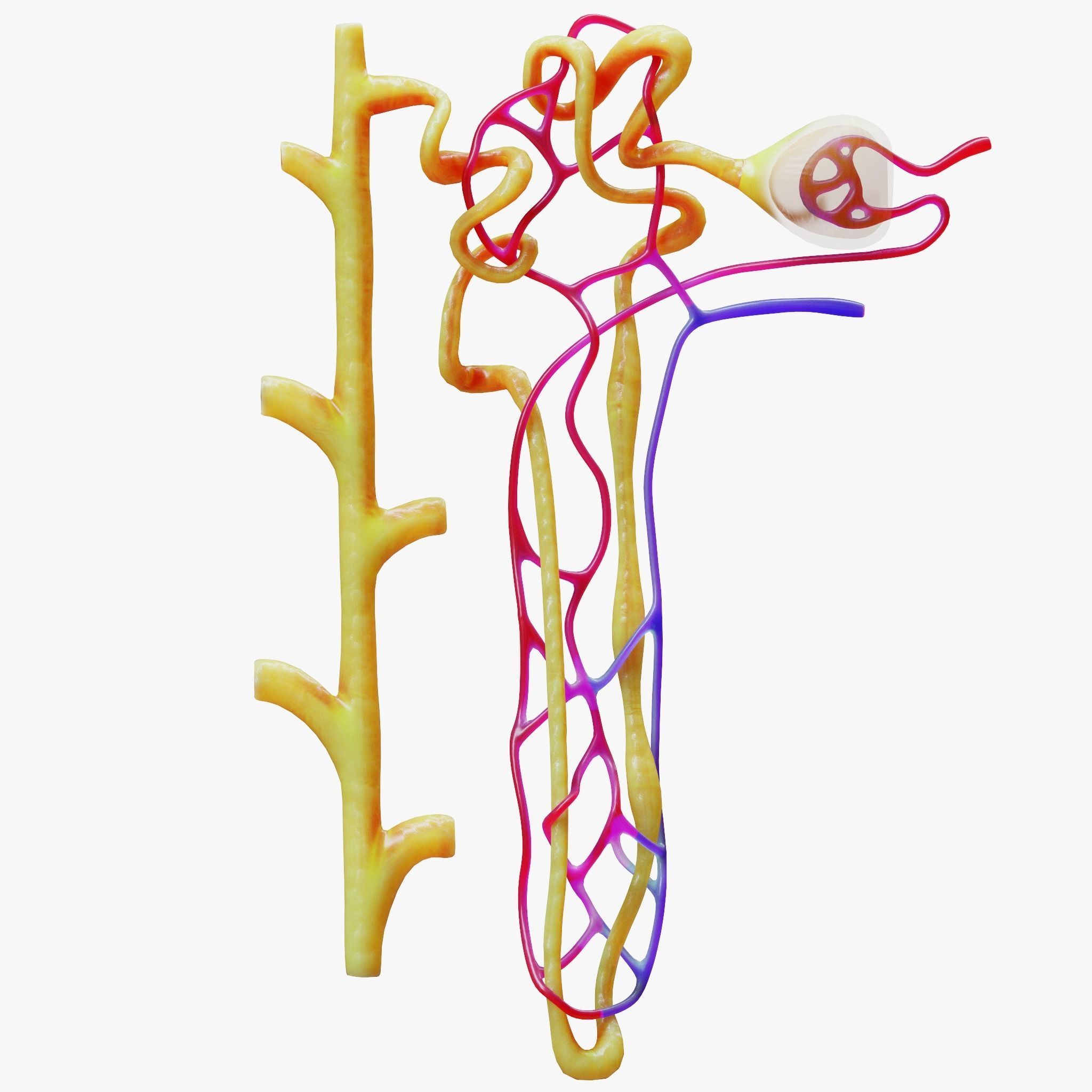 Kidney Nephron 3D model_2
