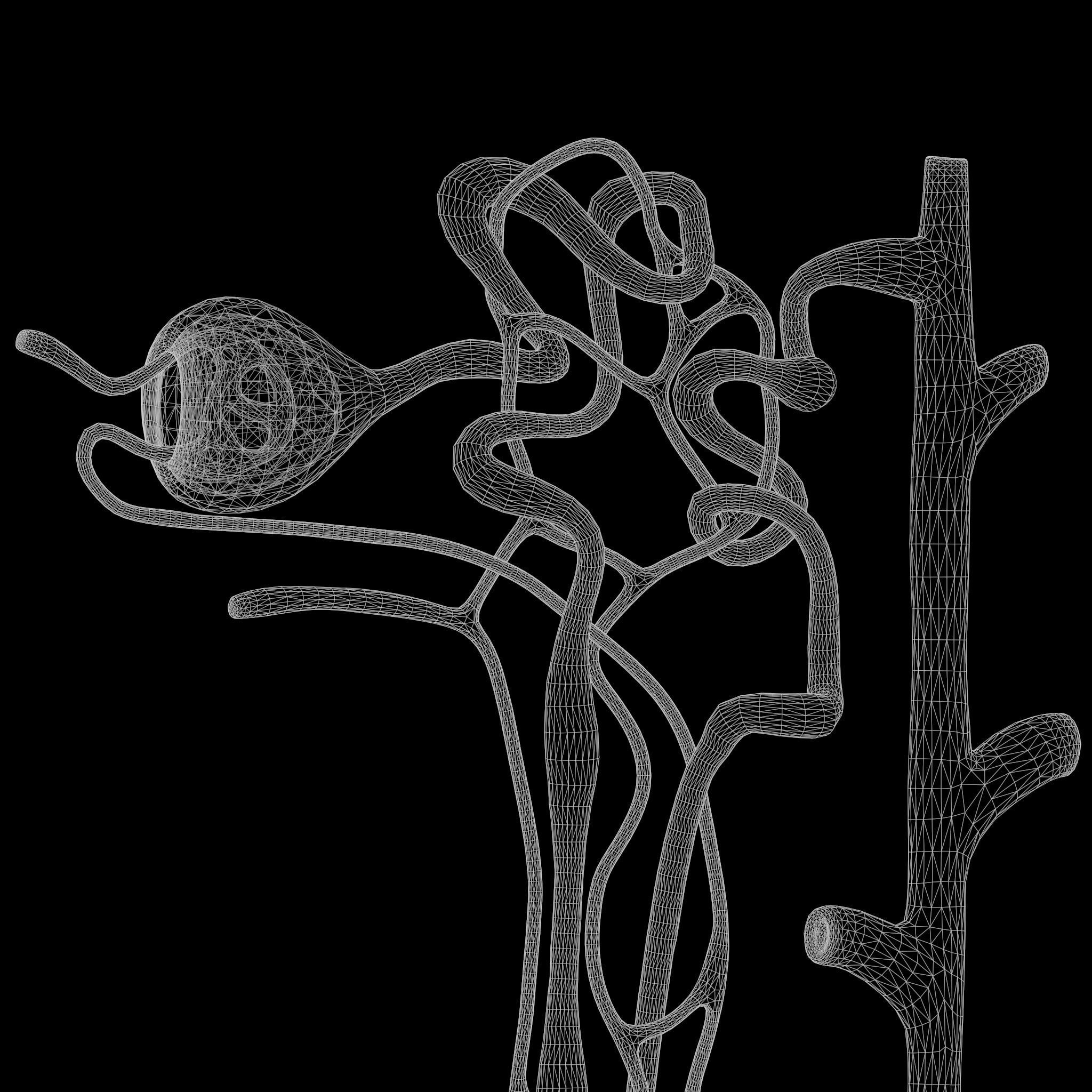 Kidney Nephron 3D model_9