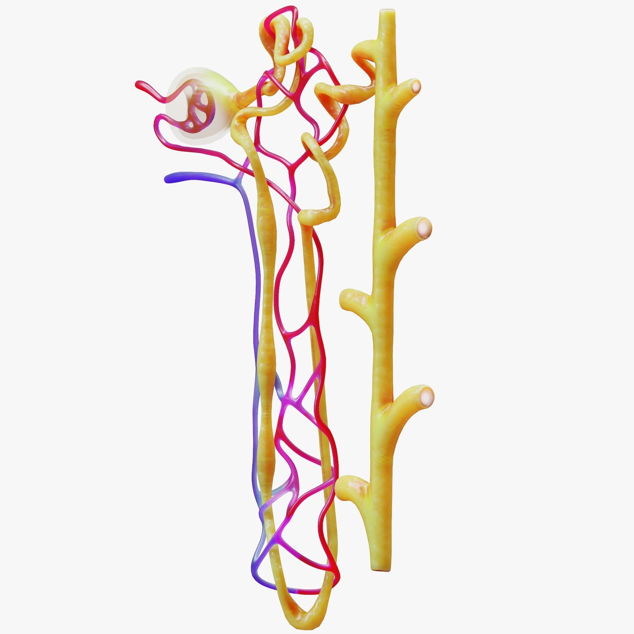 Kidney Nephron 3D model_3