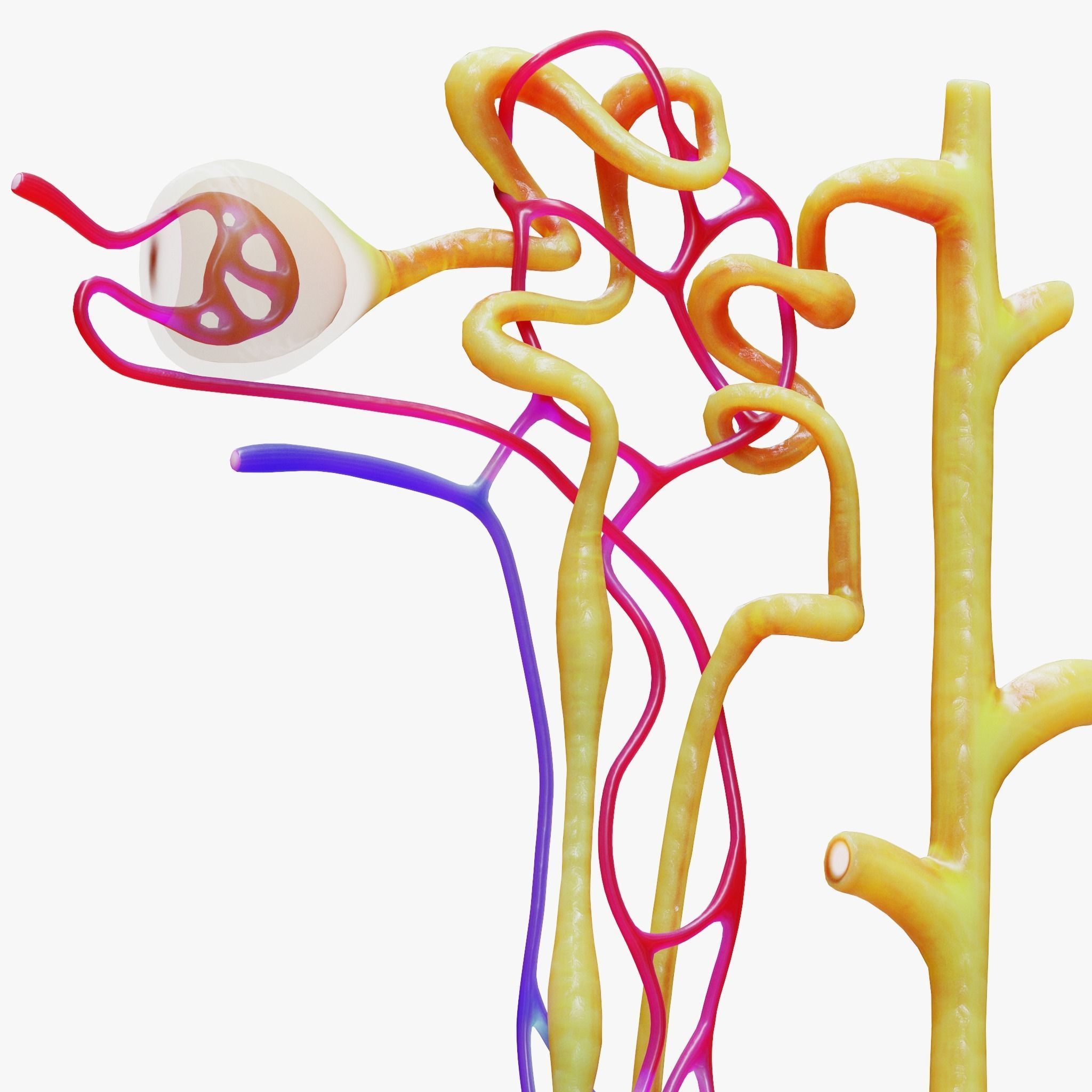 Kidney Nephron 3D model_1
