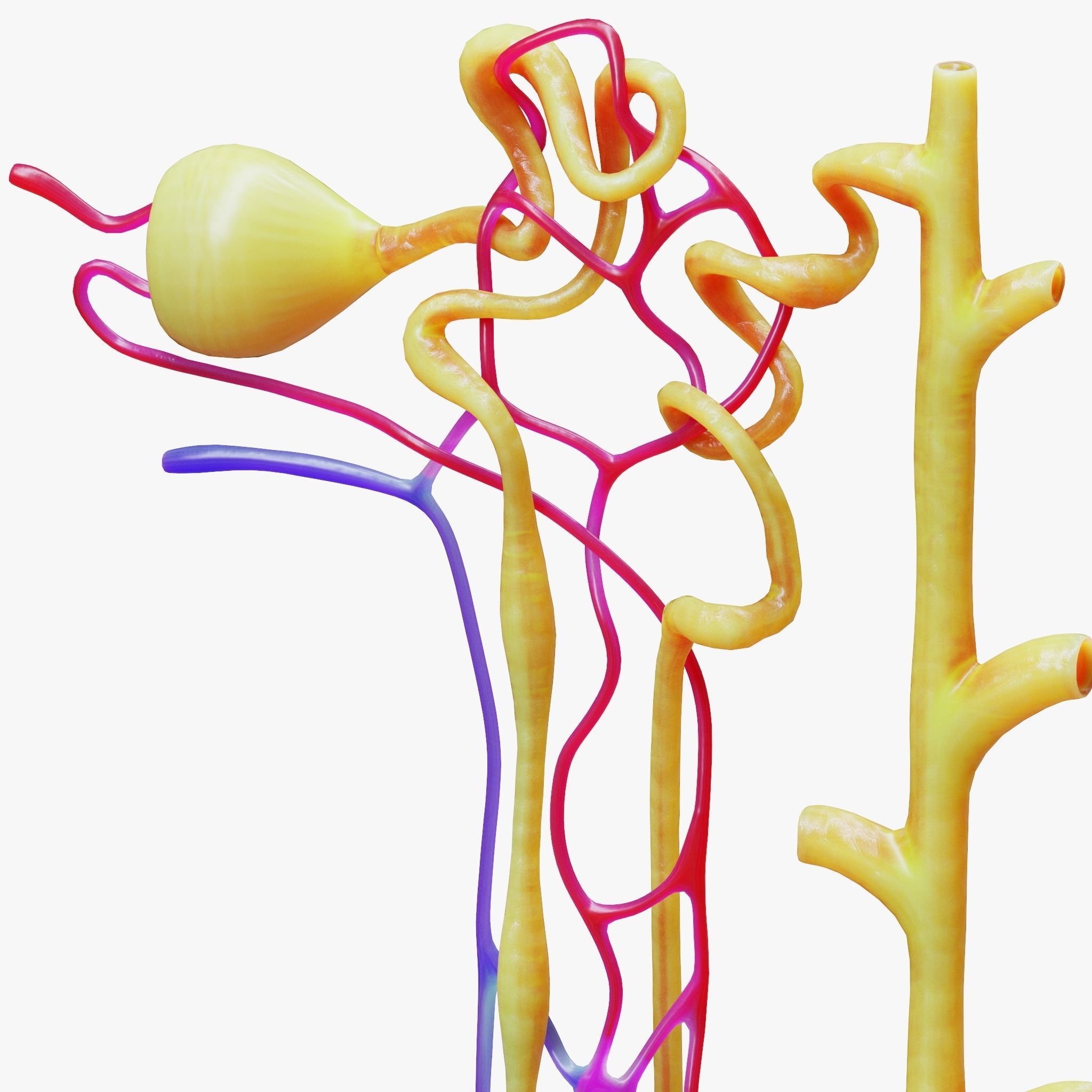 Kidney Nephron 3D model_6