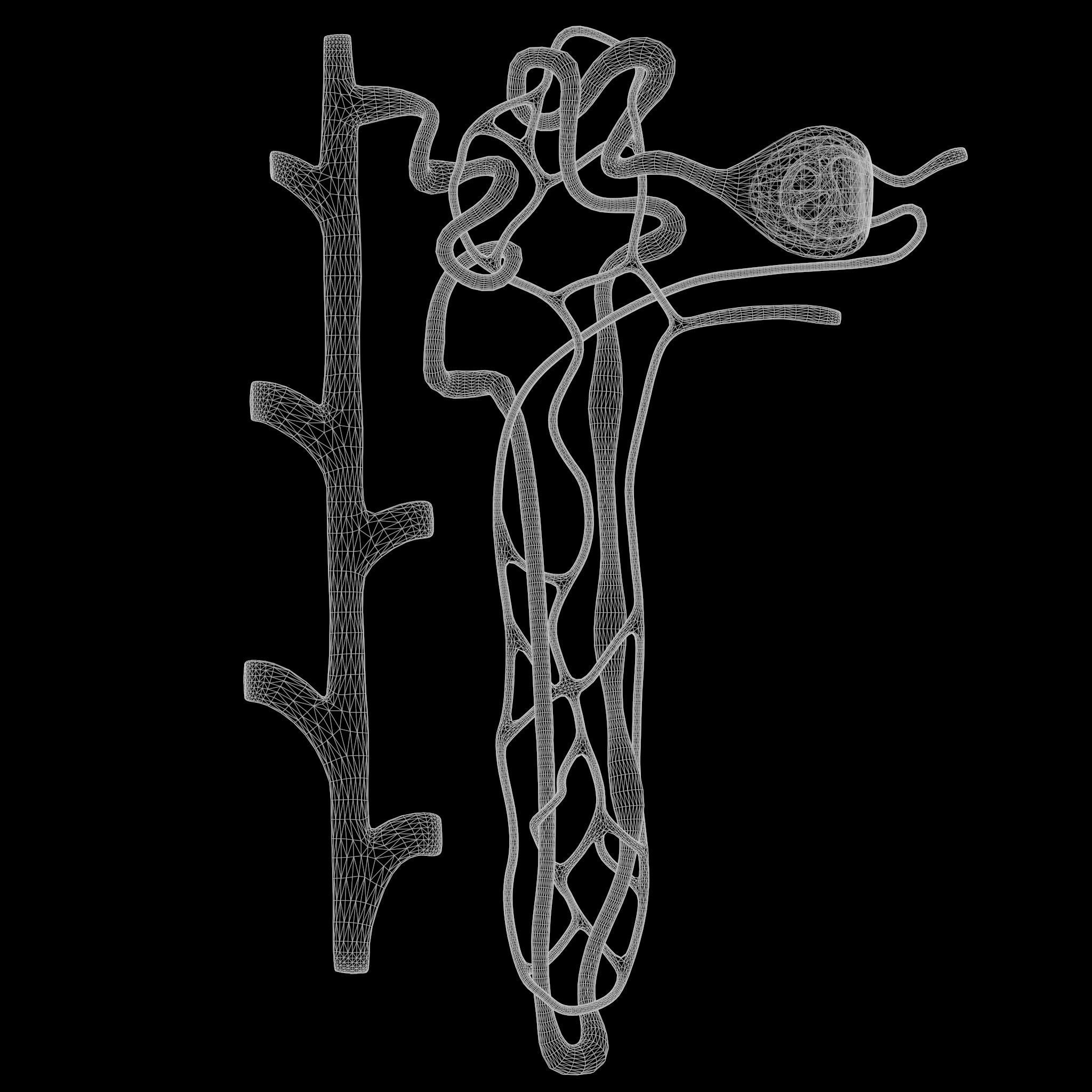 Kidney Nephron 3D model_7