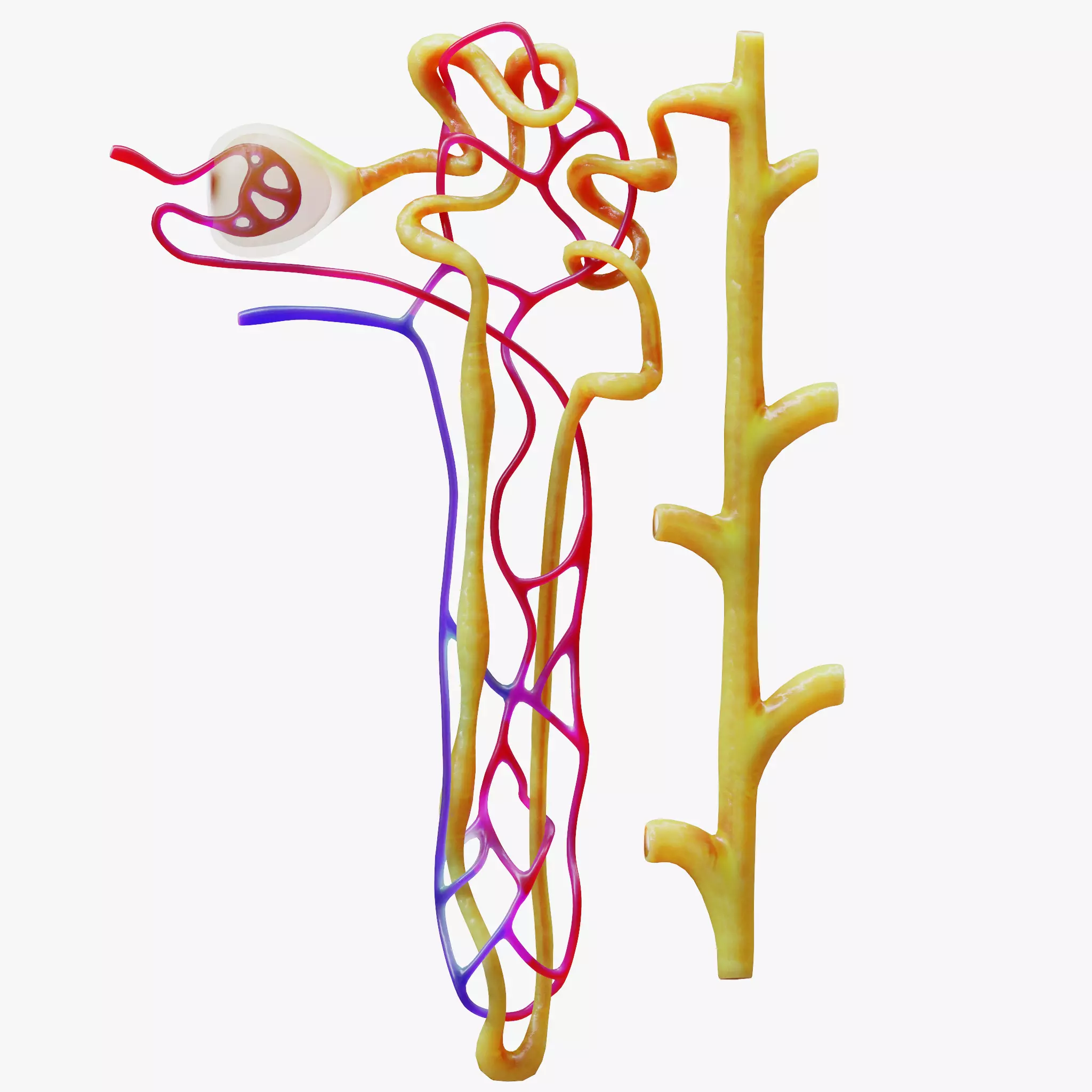Kidney Nephron 3D model_0