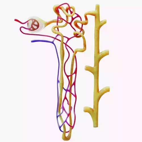 Kidney Nephron 3D model