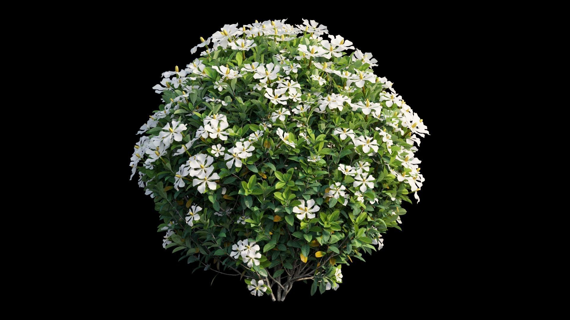 Gardenia angustifolia Merr plant set 13 3D model_3