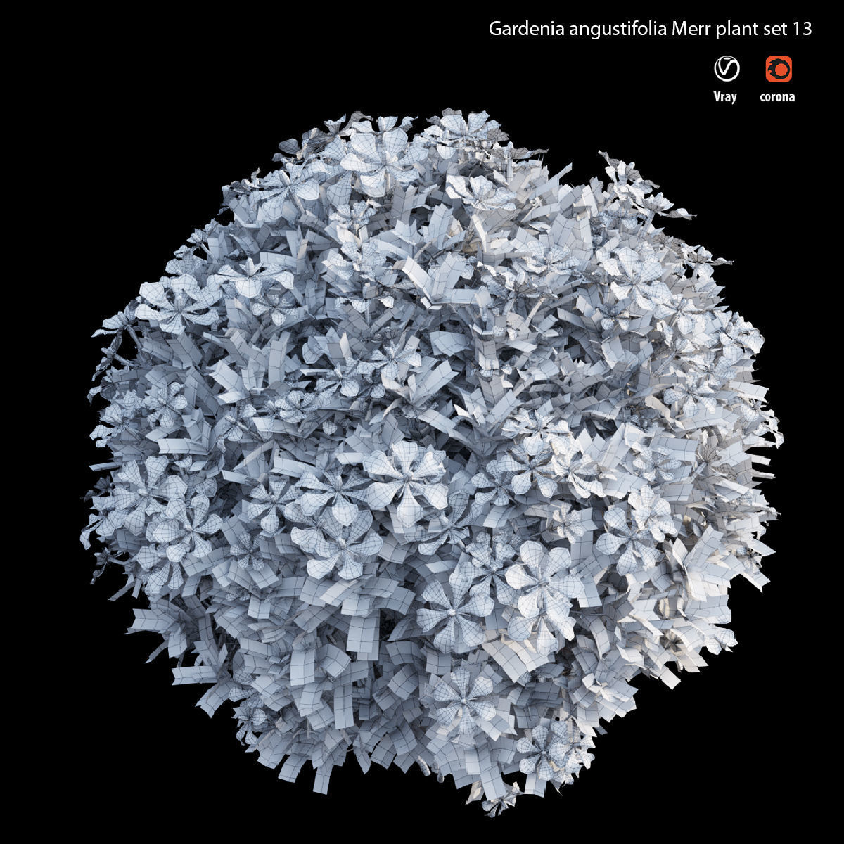 Gardenia angustifolia Merr plant set 13 3D model_2