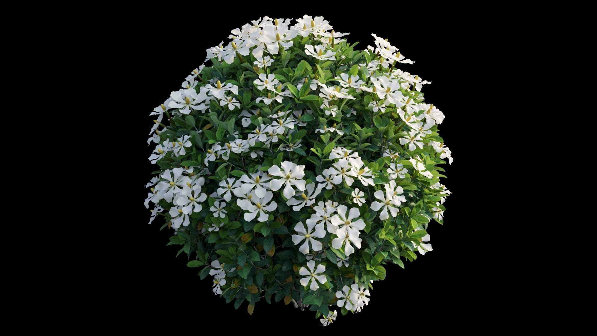 Gardenia angustifolia Merr plant set 13 3D model_4