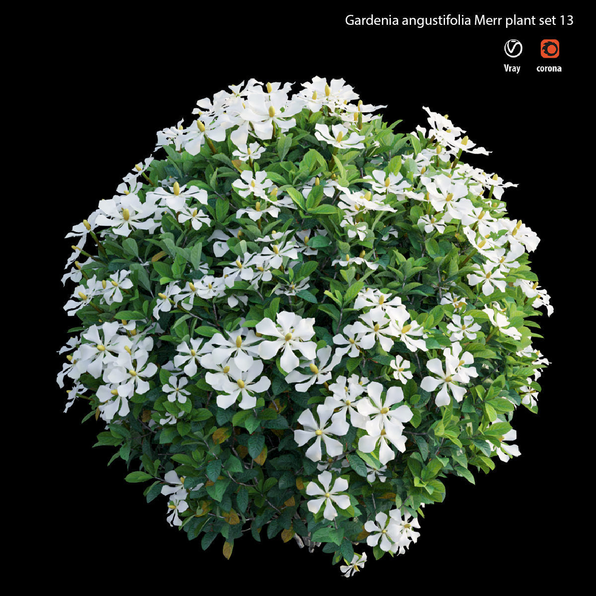 Gardenia angustifolia Merr plant set 13 3D model_1